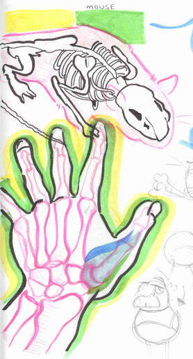 Skeleton Study